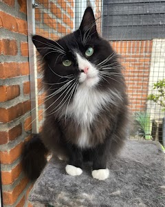 Katten trimsalon Miauw & Mooi 🐈⬛ plaats foto